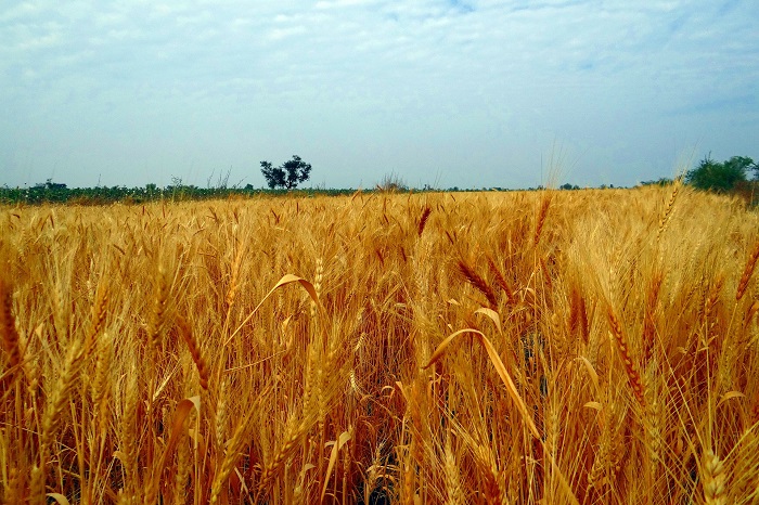 Pšenica na výrobu múky